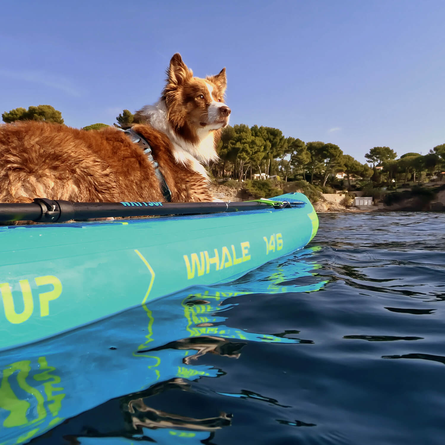 SUP Whale sur l'eau